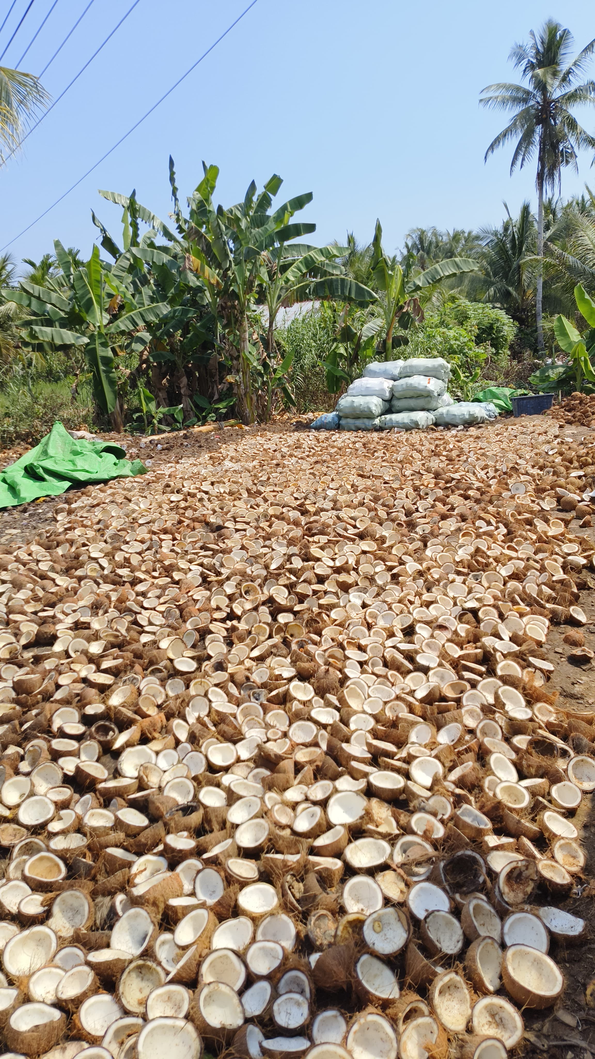 Coconut shell halves and collection sacks in a real supplied origin scene.